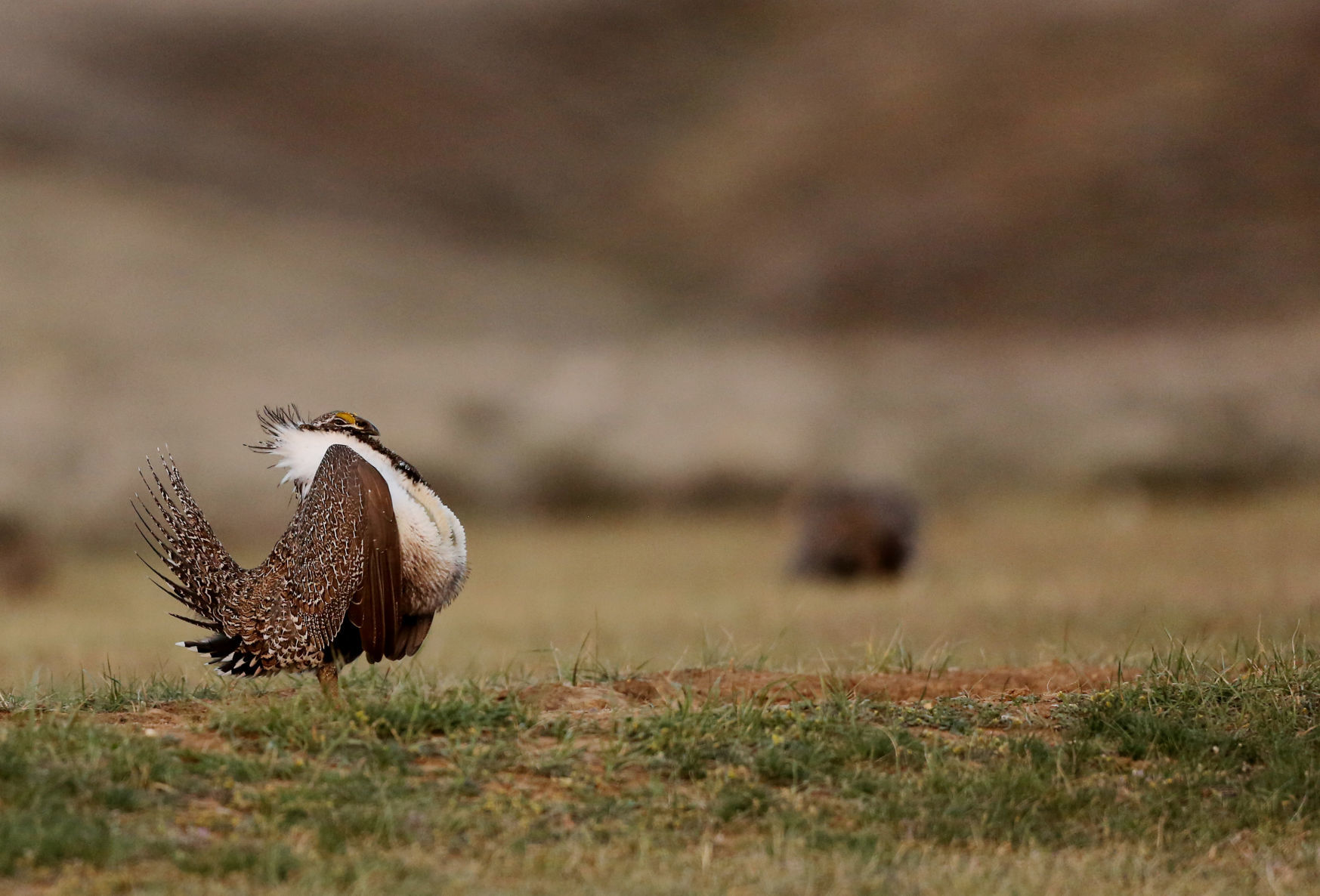 Sage Grouse